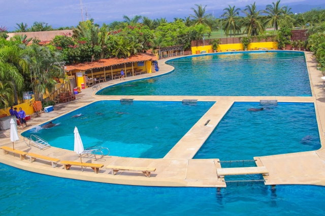 Nada con delfines