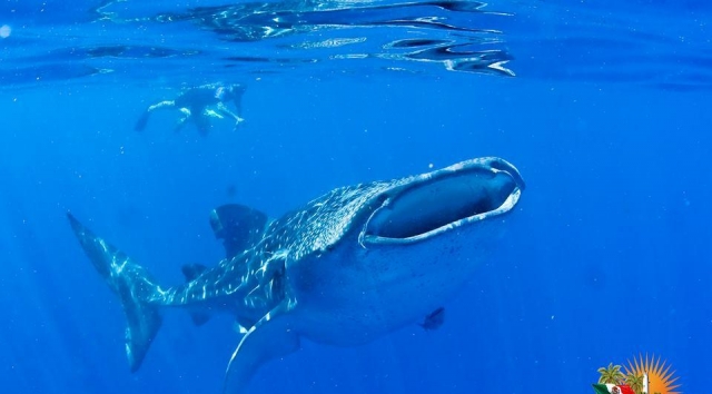 Conoce a esta especie