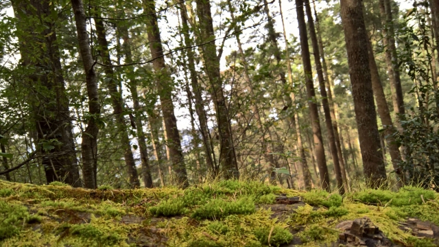 bosque en hidalgo