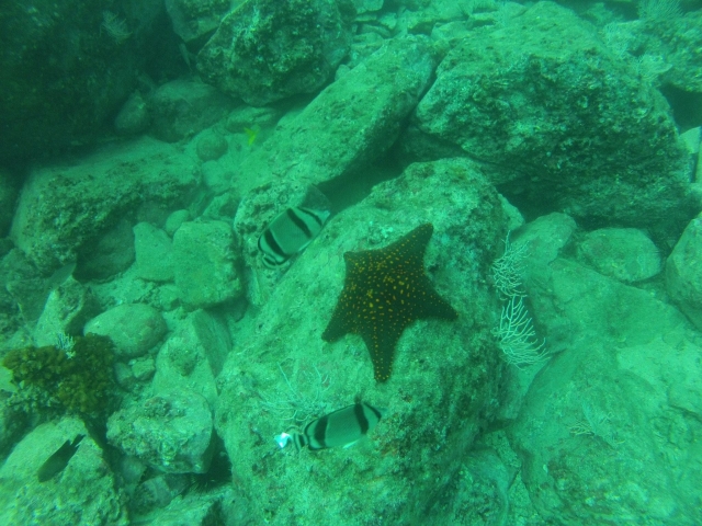 Estrellas de mar
