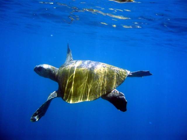 Hermosas tortugas marinas 