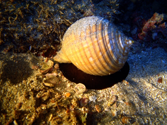 Caracoles marinos 