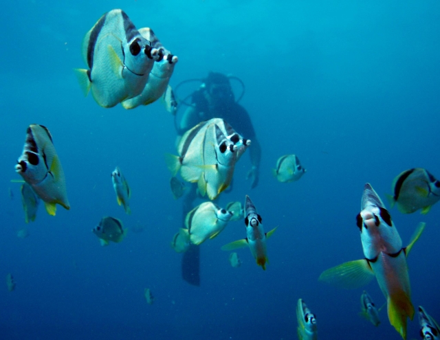 Descubre diferentes especies de peces