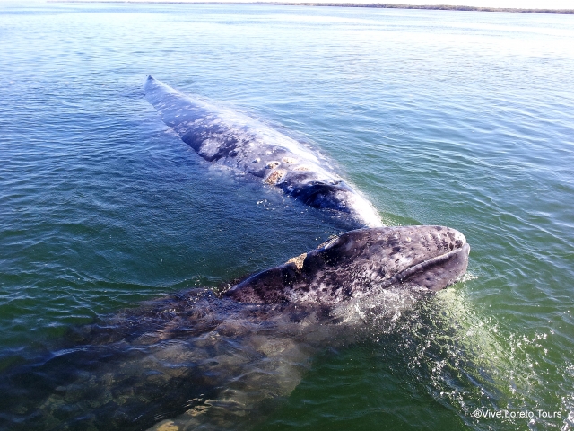 Ballena Gris