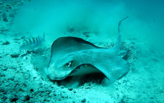 Mantarayas en loreto 