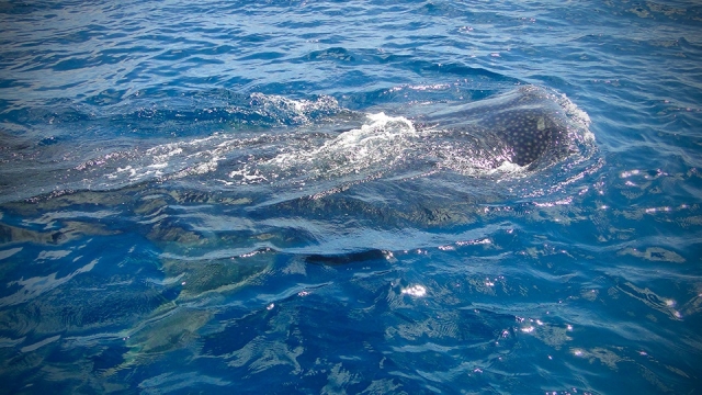 nado con tiburon ballena