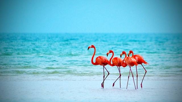 Visita a los flamingos