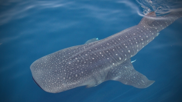 El tiburon ballena en holbox