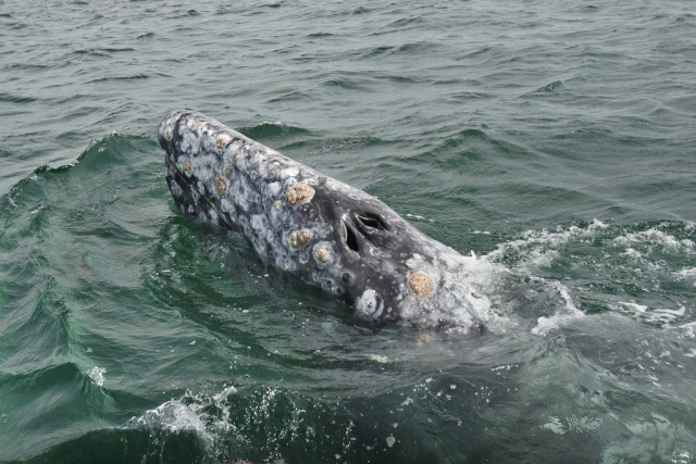 Conociendo a la ballena gris 