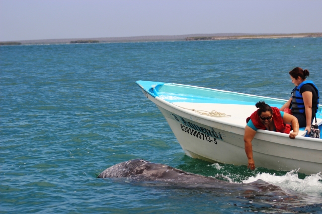 amistosas ballenas