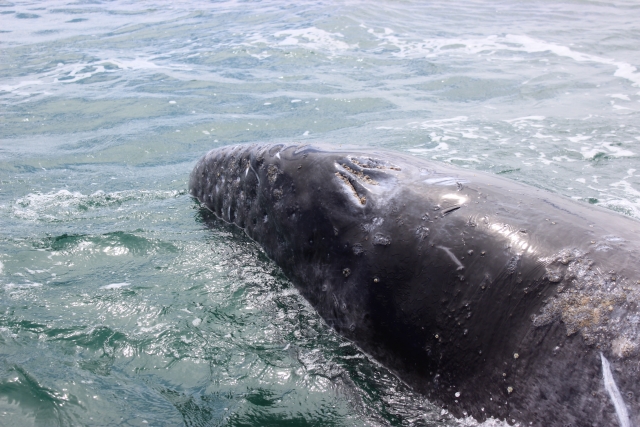 ballena gris