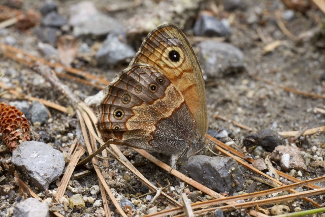 Mariposas en la montaña