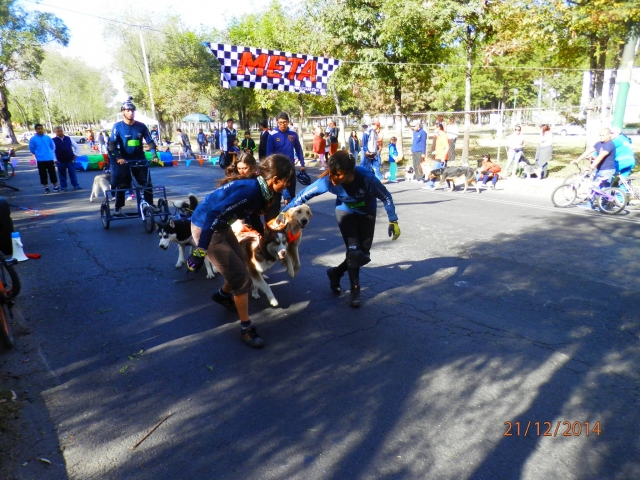 Practicando mushing