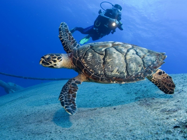 Observando tortugas mientras buceamos