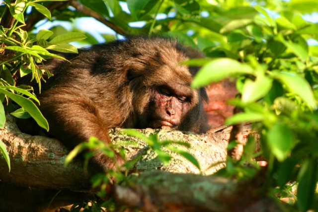 mono macaco