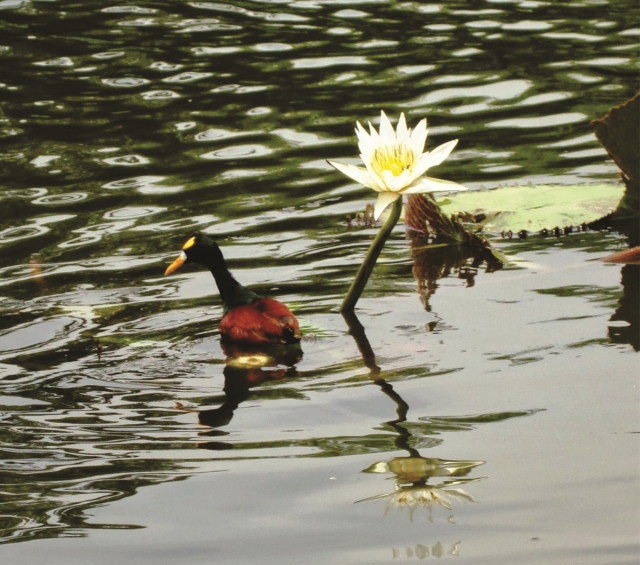 jardín acuático