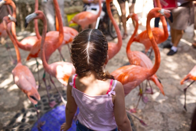 Conociendo los flamingos