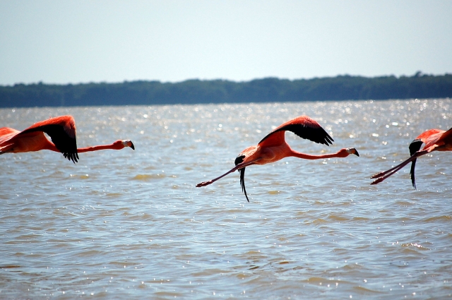 Flamingos volando