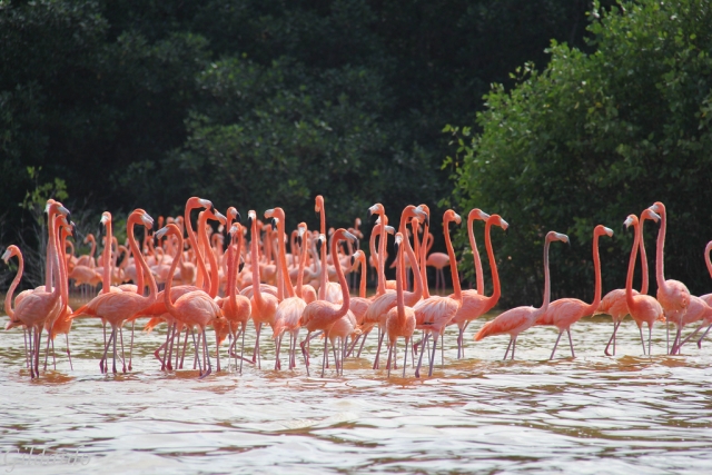 Los flamencos en el lago