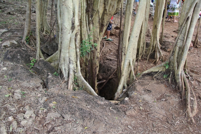 Raíces en cenote
