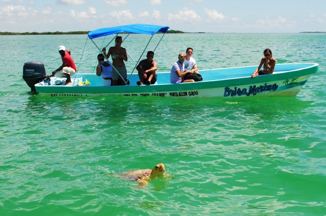 Admira las tortugas