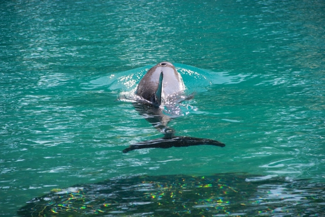 Nada con delfines