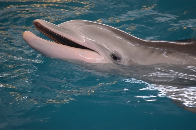 Conoce a los delfines 