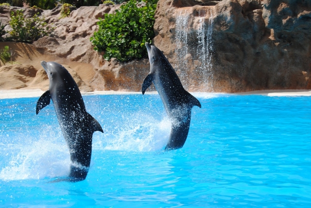 Interaccion con delfines 