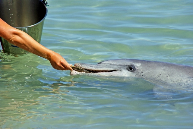 Conoce a los delfines