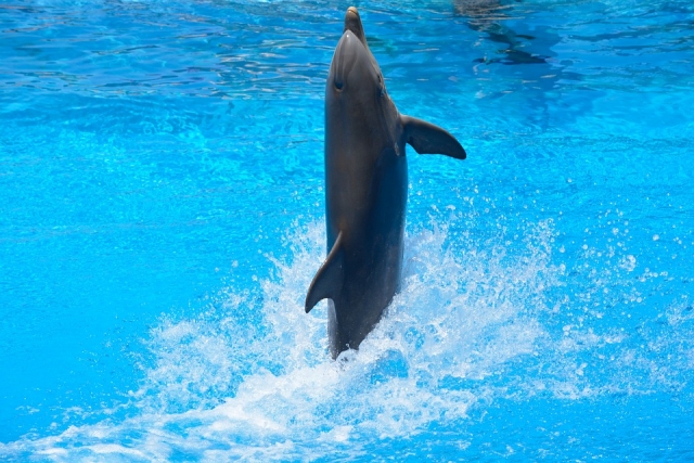 Nado con delfines