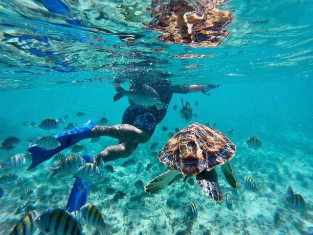 Observando las expecies marinas con snorkel 