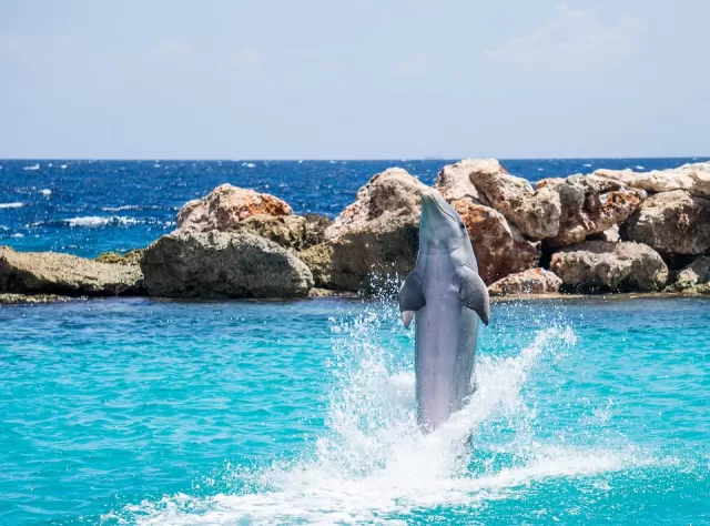 Acceso a Xcaret Plus y Nado con Delfines Interax