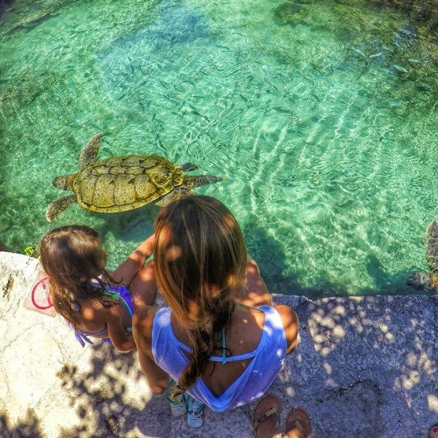 Zona de tortugas 