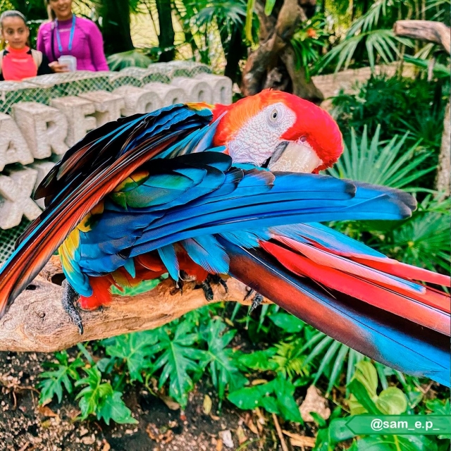 Hermosa guacamaya