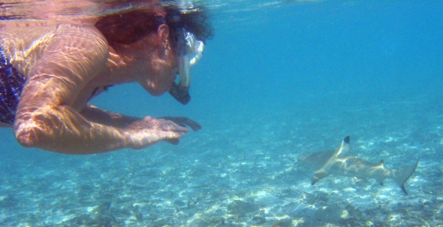 Nado con tiburones