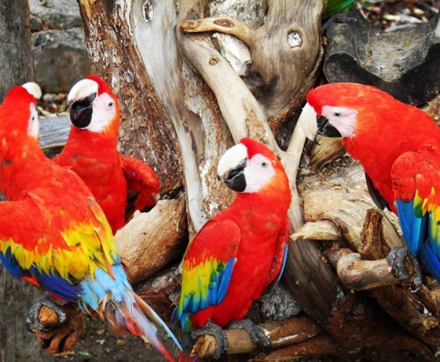 Vista el aviario