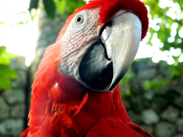 Aves del caribe
