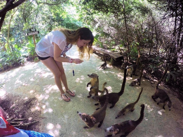 Conoce la fauna de xcaret 