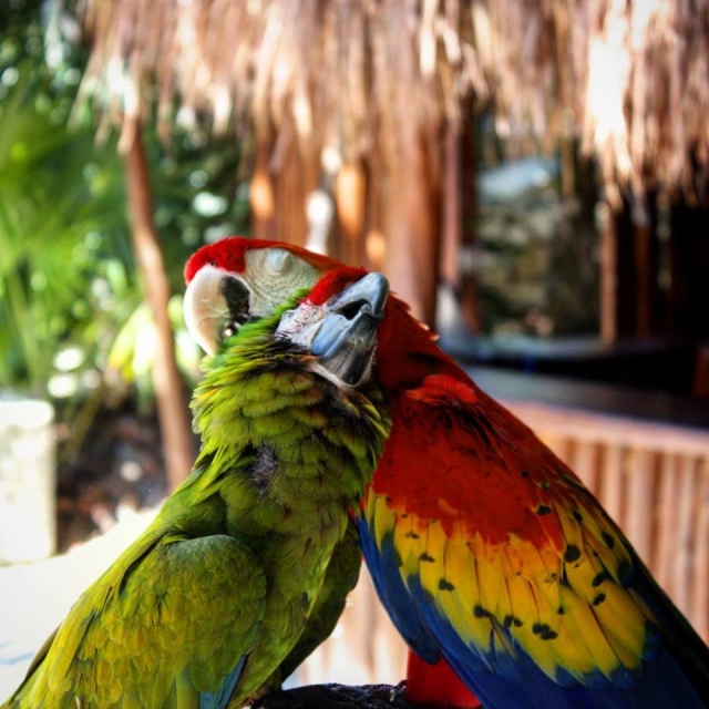 Avererererereres de mexico