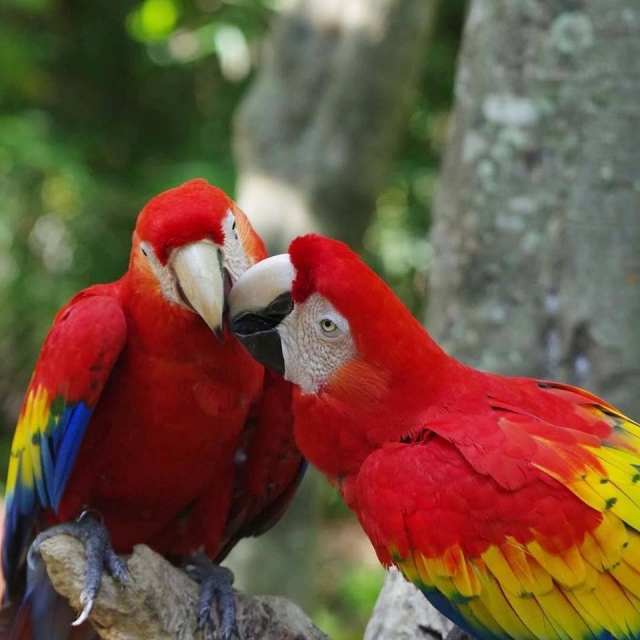 Conoce el aviario