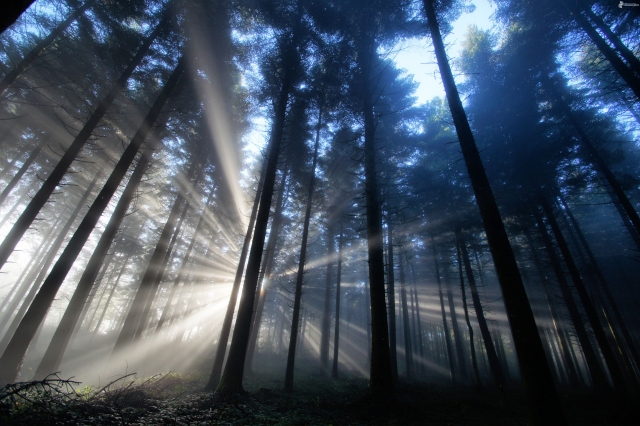 Recorrido por el bosque
