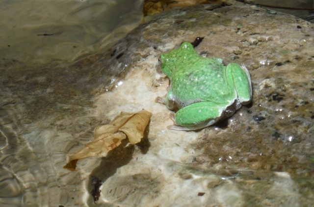 Fauna caracteristica 
