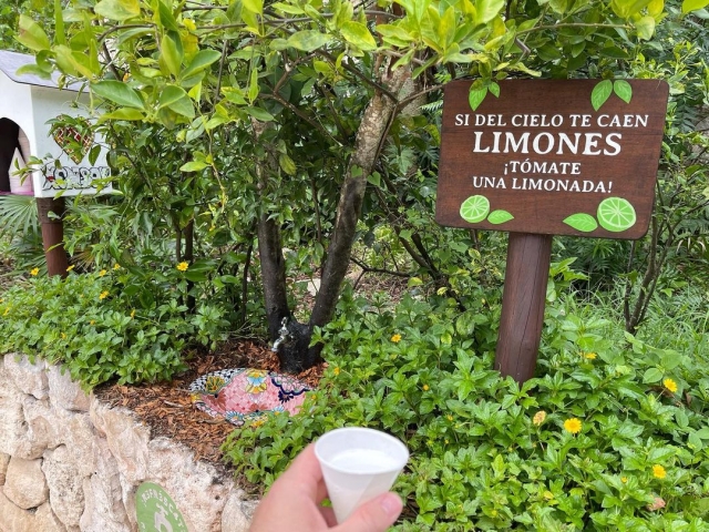 Disfruta de una limonada