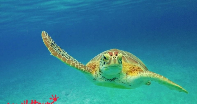 Con la tortuga nadando