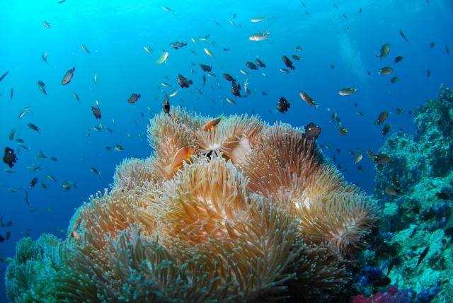 Ve las anemonas