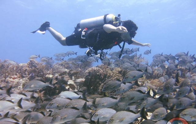 Bucea con los peces