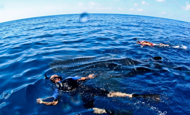 Snorkel en los arreciferes