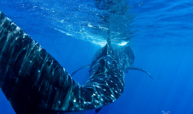 Ve nadar al tiburon ballena