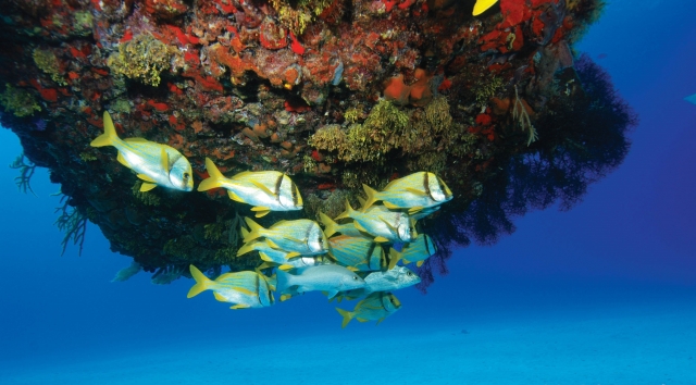 Snorkel con nosotros 