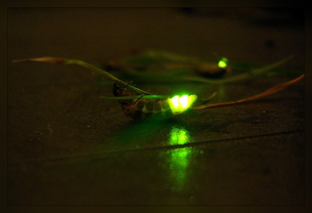 Conoce la luz de la noctiluca